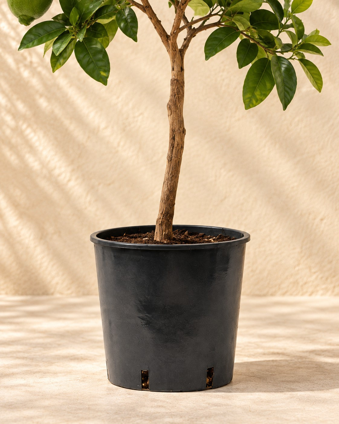 Onderste deel van de Citroenboom (Citrus limon) met de kweekpot