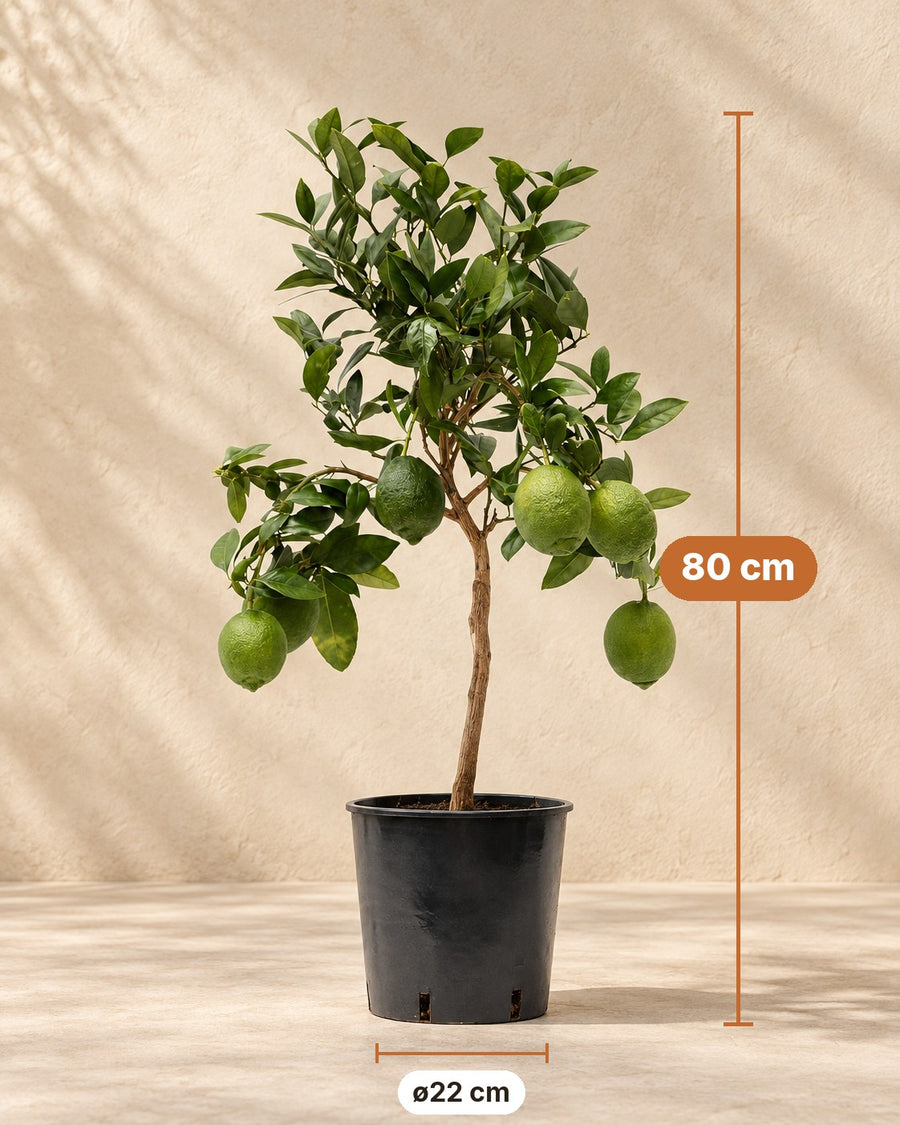 Citroenboom (Citrus limon) 80 cm hoog, pot ø22 cm
