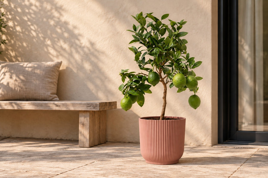 Citroenboom (Citrus limon) 80 cm hoog, pot ø22 cm