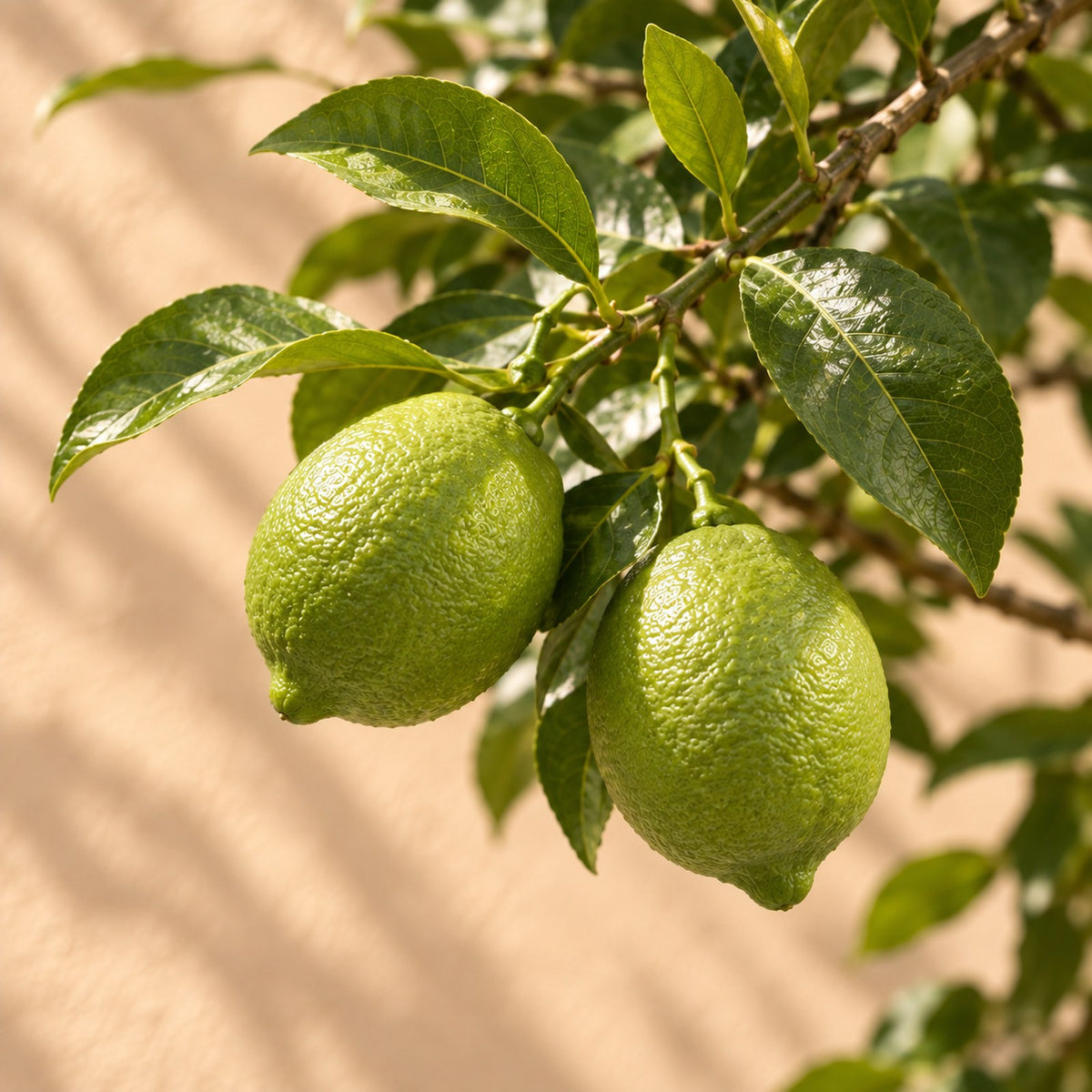 Close-up van de vruchten van de Citroenboom (Citrus limon)