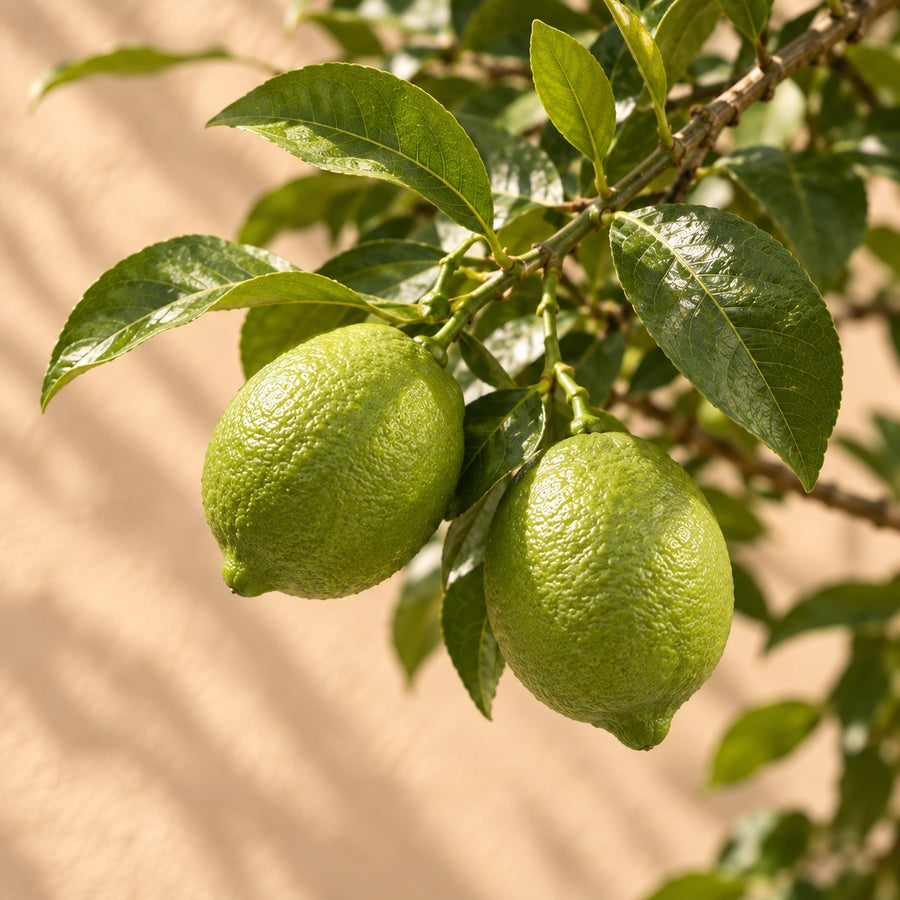 Citroenboom (Citrus limon) 80 cm hoog, pot ø22 cm