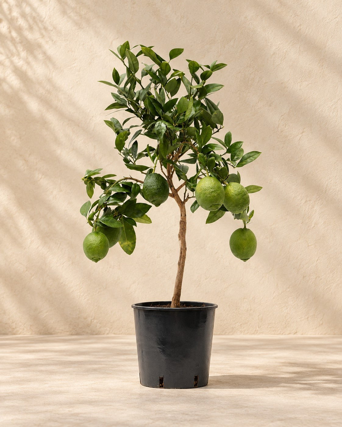 Limonero (Citrus limon), 80 cm de altura en maceta de cultivo de 22 cm