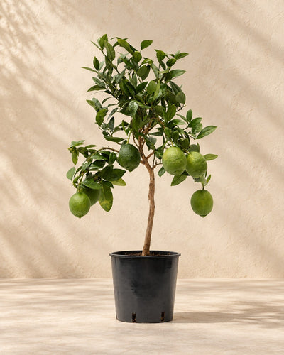 Citroenboom (Citrus limon) van 80 cm hoog in kweekpot van 22 cm
