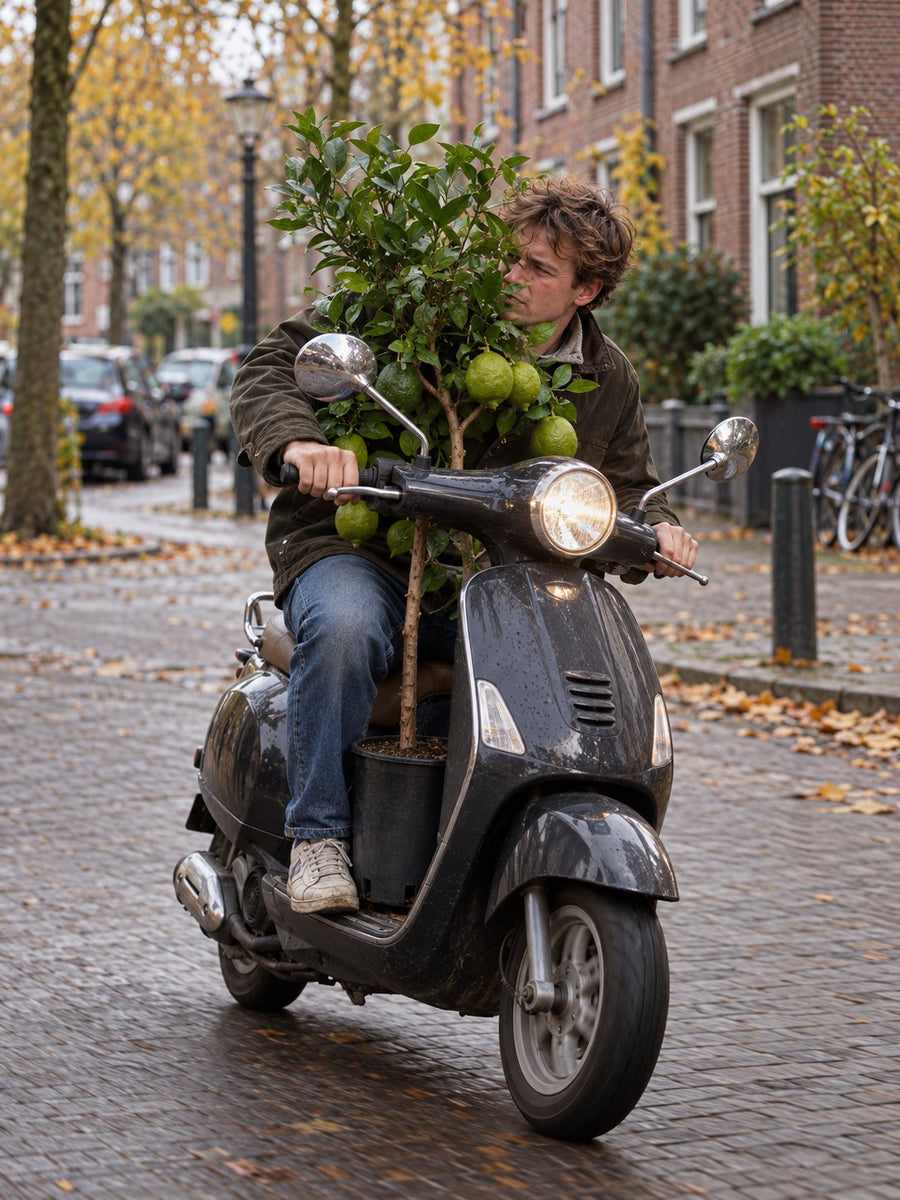Een jongen op een scooter met een citroenboom tussen zijn knieën