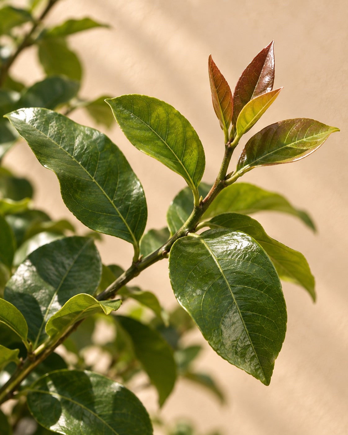 Primer plano de las hojas de Citrus limon