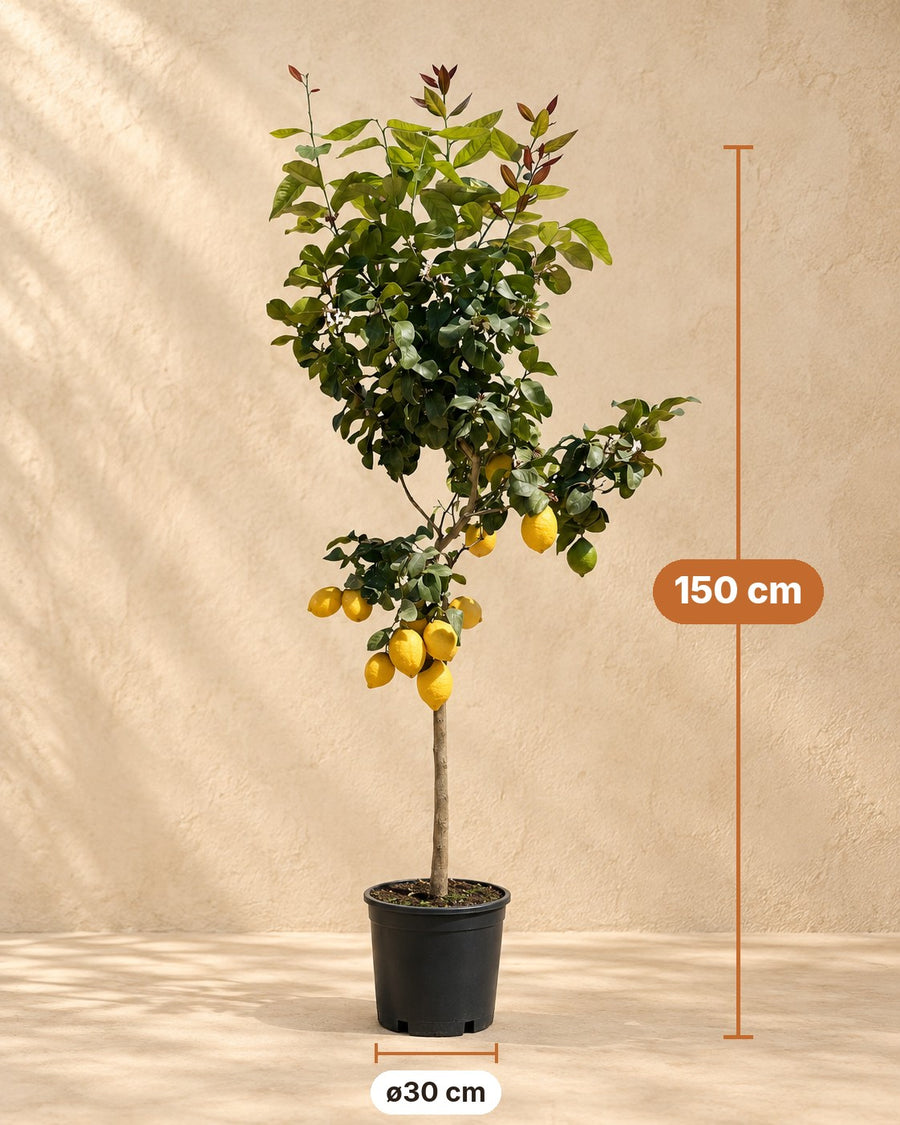 Citrus Limon (Citroenboom) 150cm - ø30