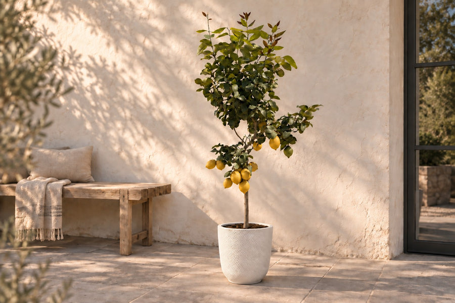 Citrus Limon (Citroenboom) 150cm - ø30