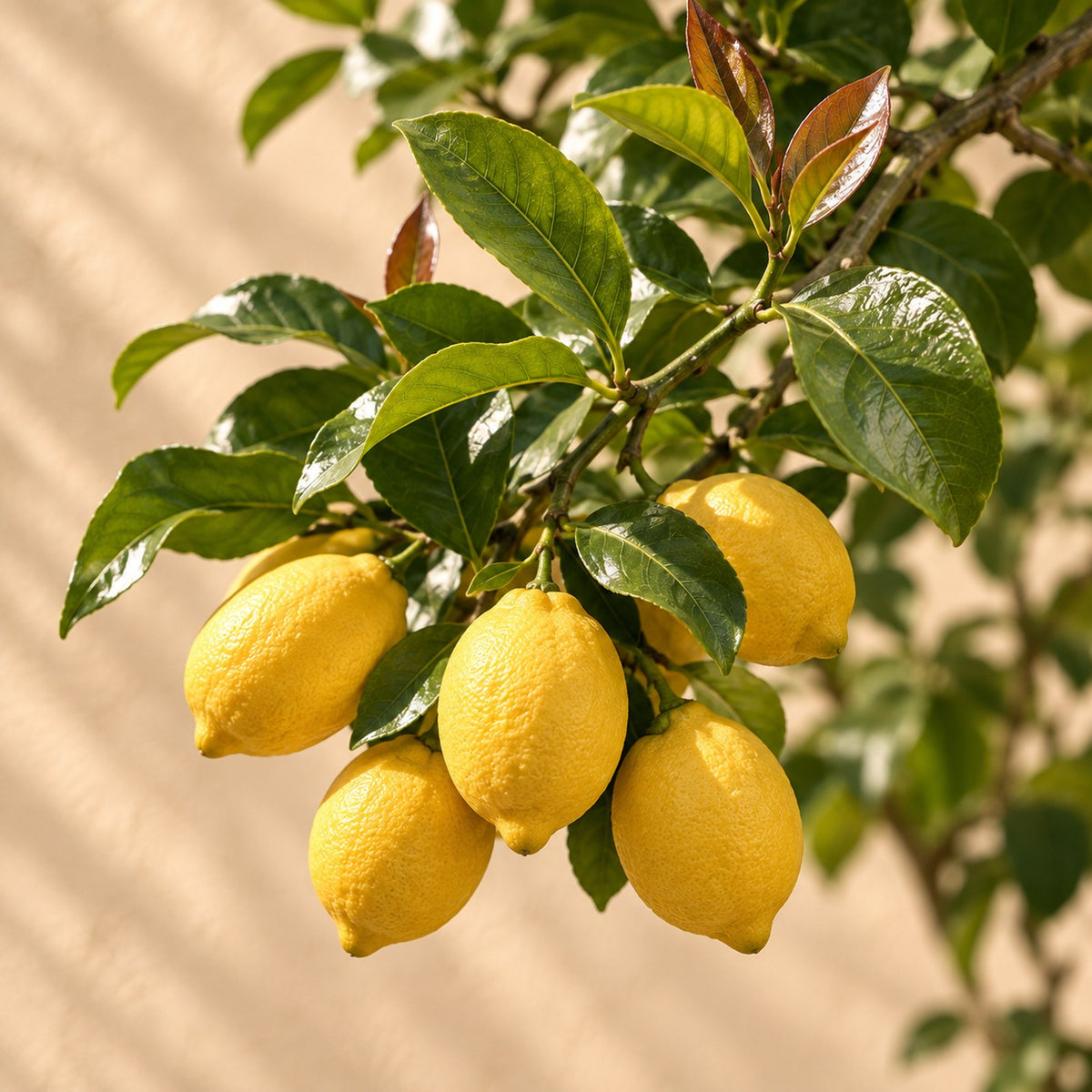 Close-up van de vruchten van de Citrus Limon