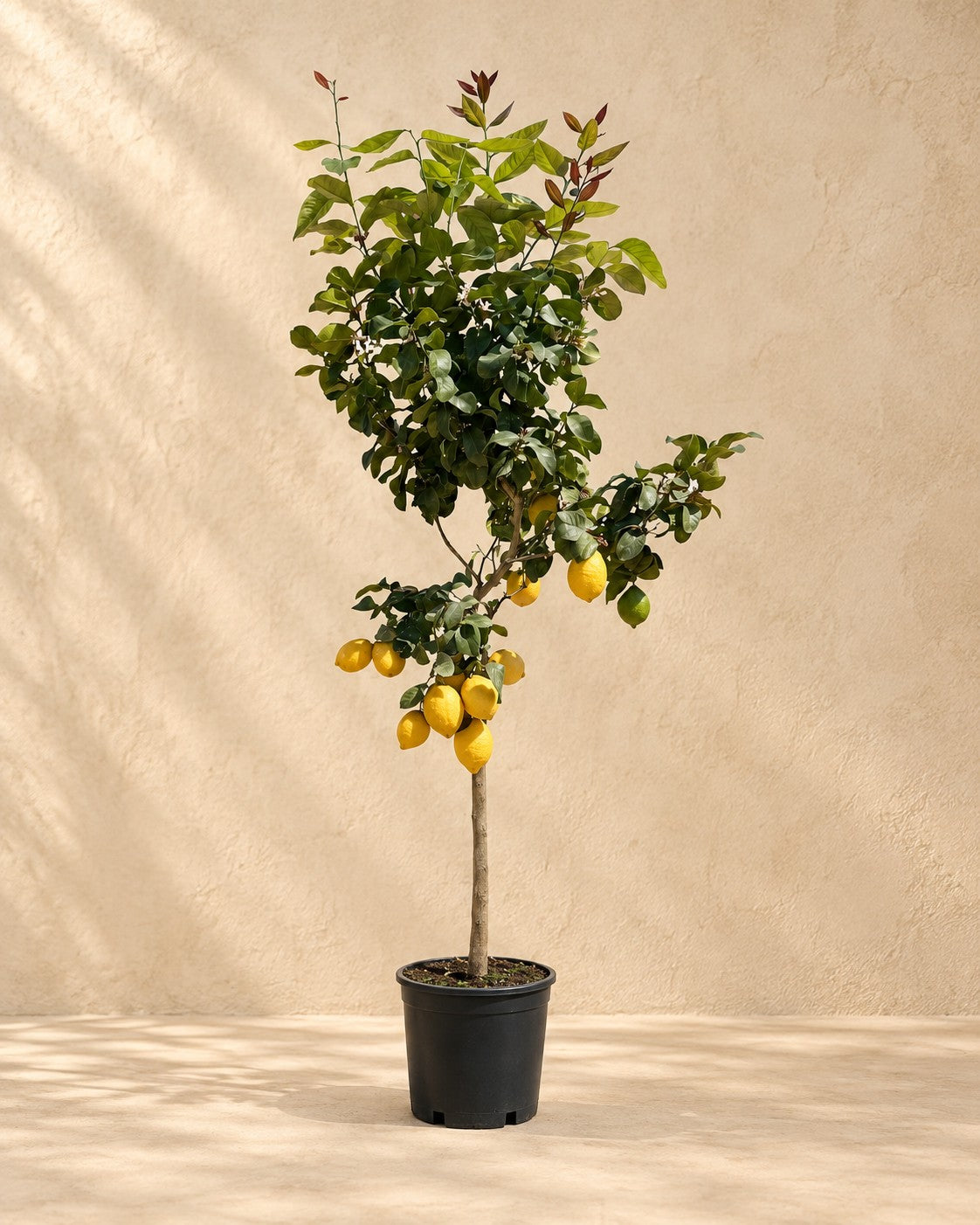 Citrus limon, 150 cm de altura en maceta de cultivo de 30 cm