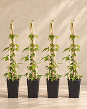 Clématite des montagnes 'Grandiflora' , 4 plantes de 65 cm
