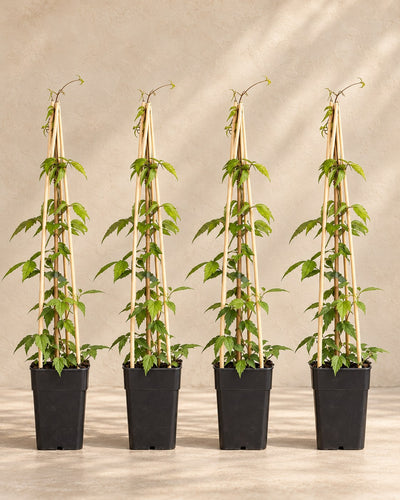 Clématite des montagnes 'Grandiflora' , 4 plantes de 65 cm