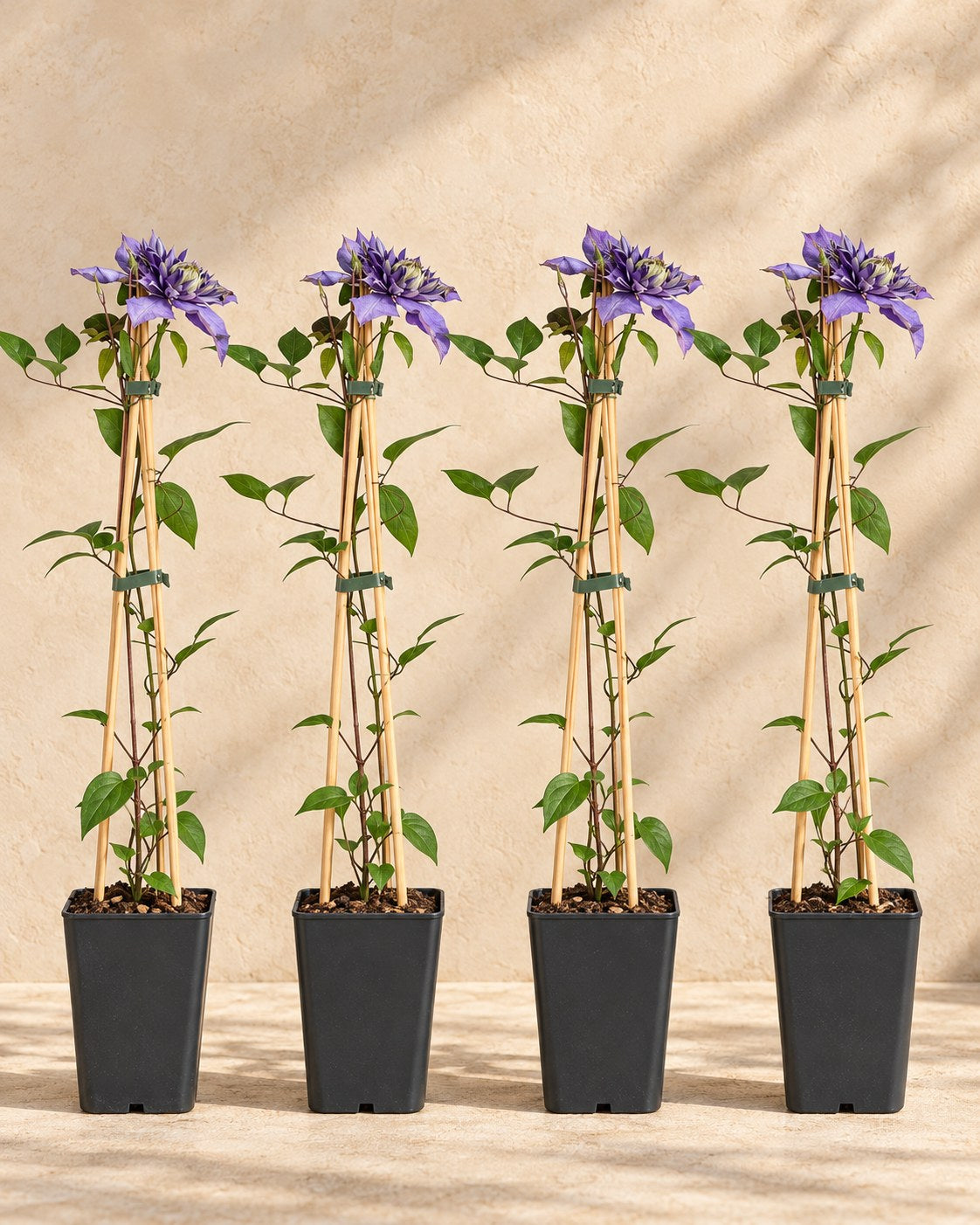 Klematis 'Multi Blue' , 4 växter på 65 cm