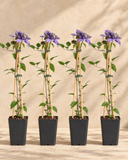 Clematide 'Multi Blue' , 4 piante di 65 cm