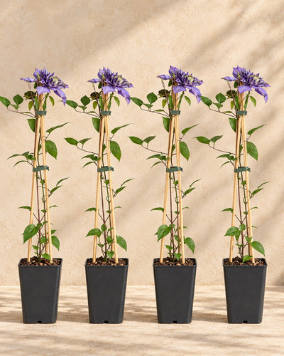 Clematide 'Multi Blue' , 4 piante di 65 cm