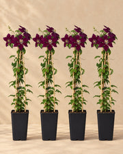 Clematide 'Niobe' , 4 piante di 65 cm
