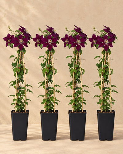 Clematide 'Niobe' , 4 piante di 65 cm