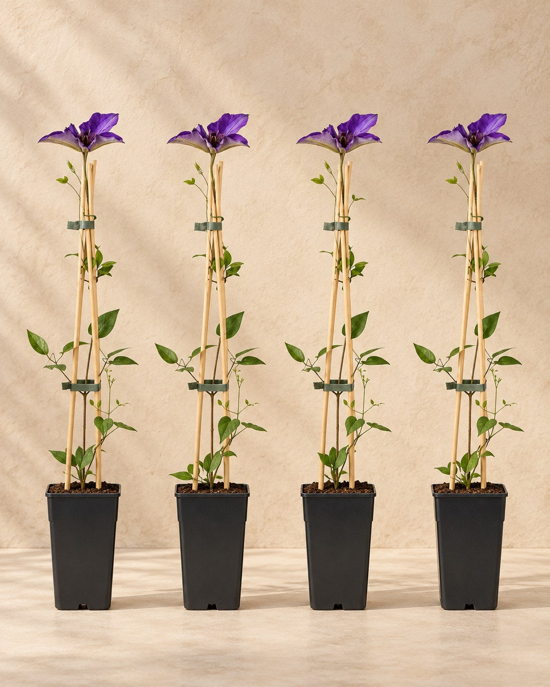 Clématite 'The President' , 4 plantes de 65 cm
