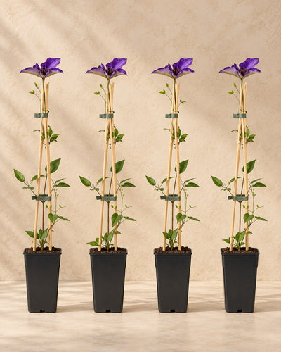 Klematis 'The President' , 4 planter på 65 cm