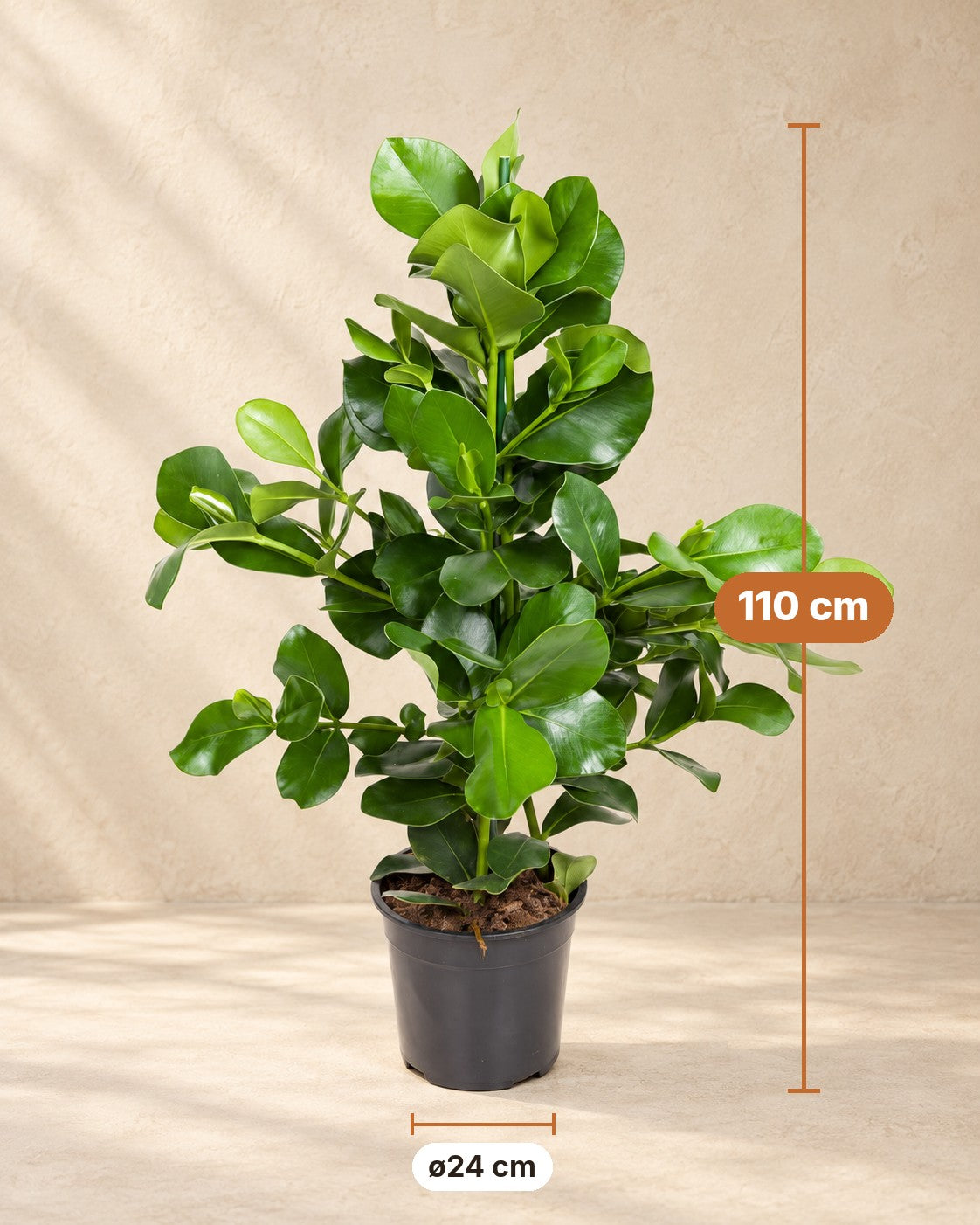 Afmetingen Clusia rosea: 110 cm hoog, pot ø24 cm