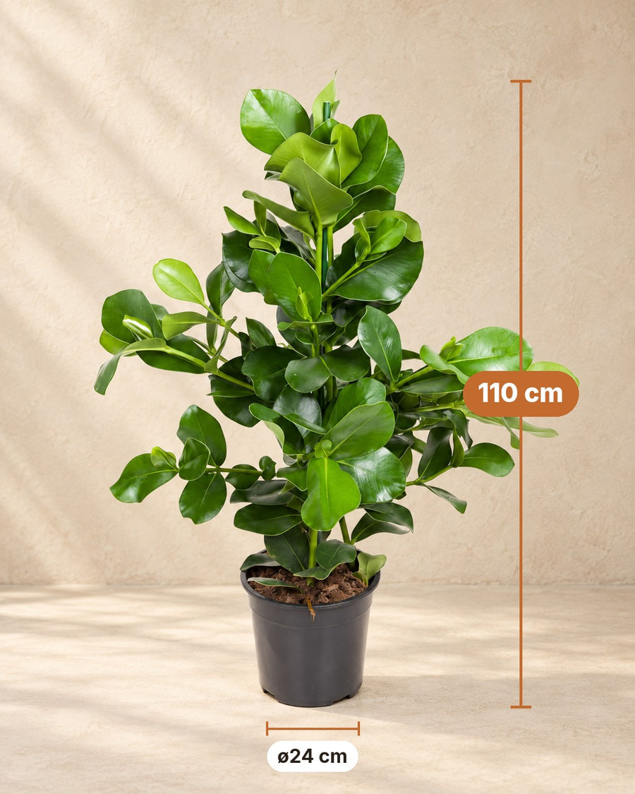 Clusia rosea (handtekeningplant) 100 cm hoog, pot ø24 cm