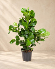 Clusia rosea van 110 cm hoog in kweekpot van 24 cm