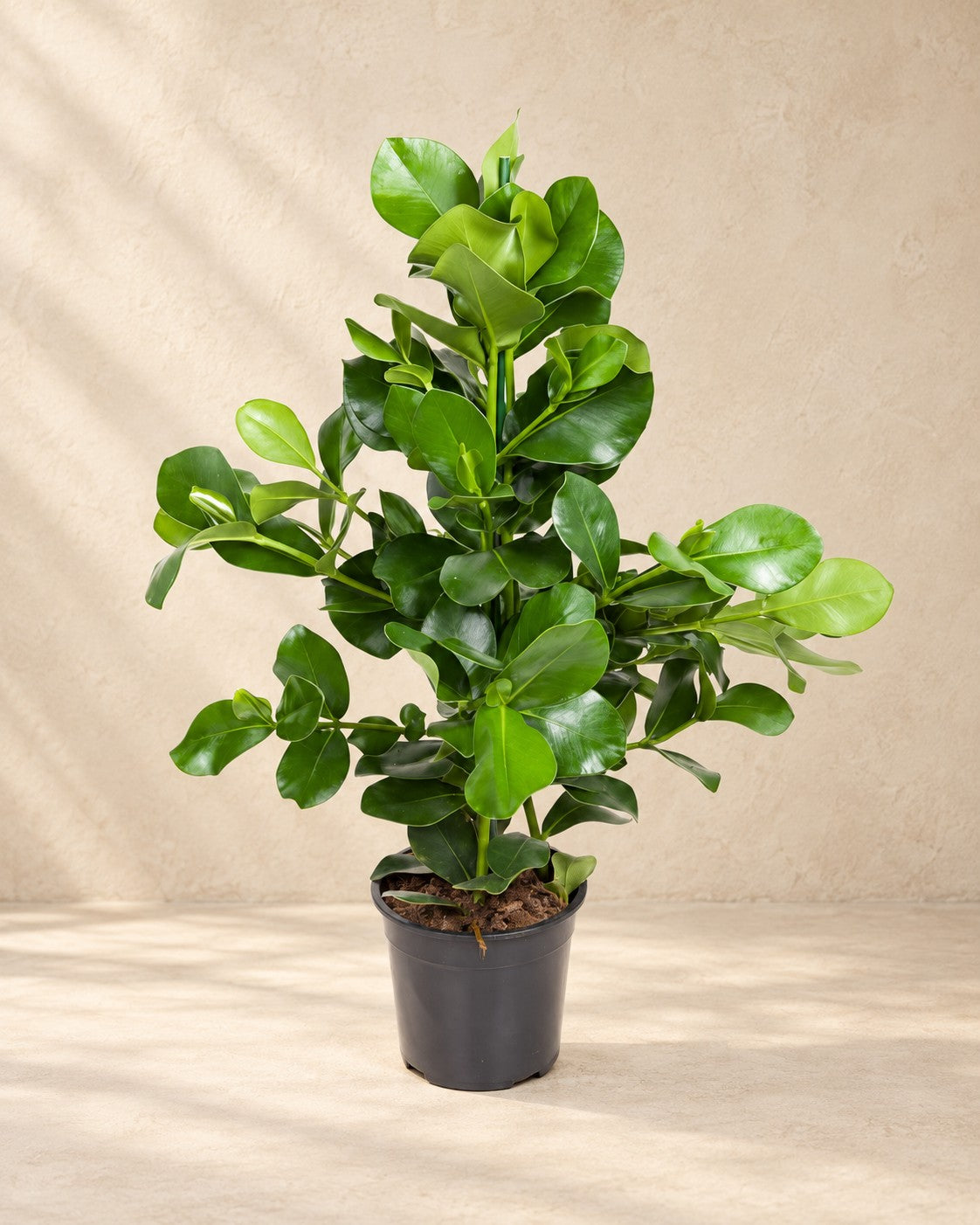 Clusia rosea van 110 cm hoog in kweekpot van 24 cm