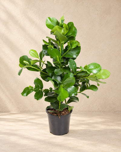 Clusia rosea van 110 cm hoog in kweekpot van 24 cm