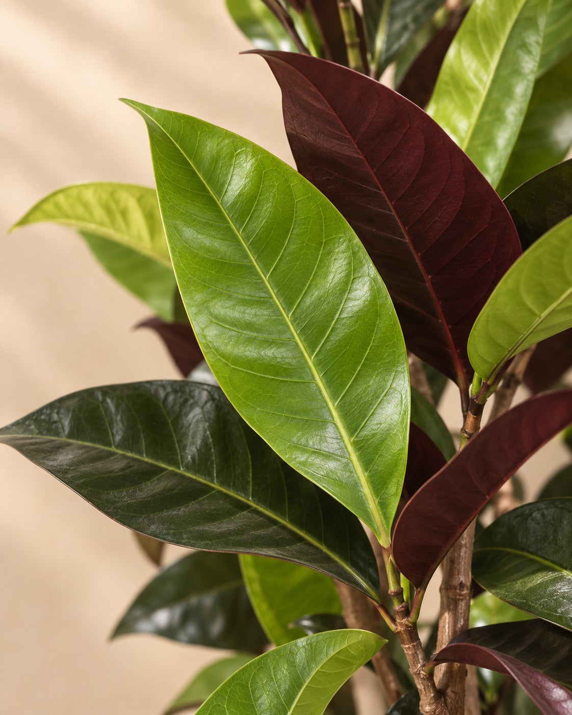 Gros plan sur les feuilles de Codiaeum Iceton (Codiaeum variegatum 'Iceton')