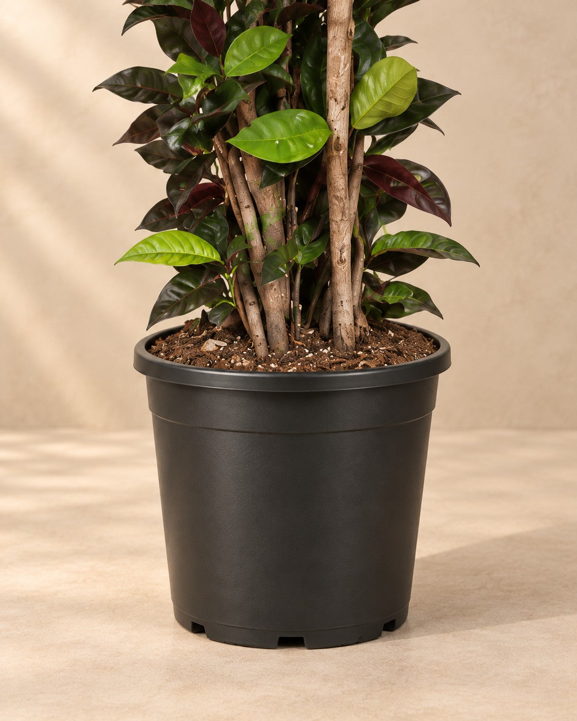 Partie basse de Codiaeum Iceton (Codiaeum variegatum 'Iceton') avec son pot de culture