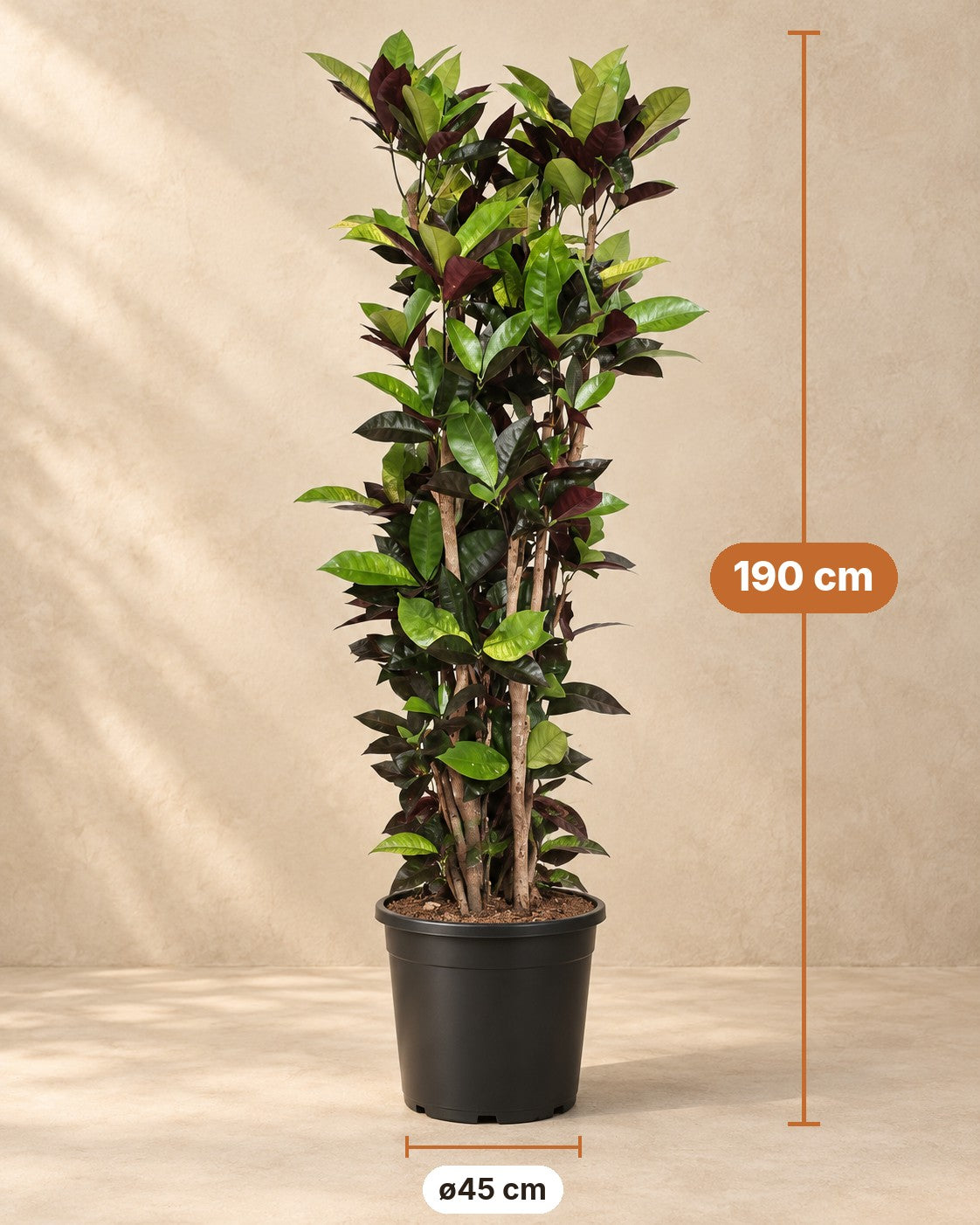 Dimensions Codiaeum Iceton : 190 cm de haut, pot ø45 cm