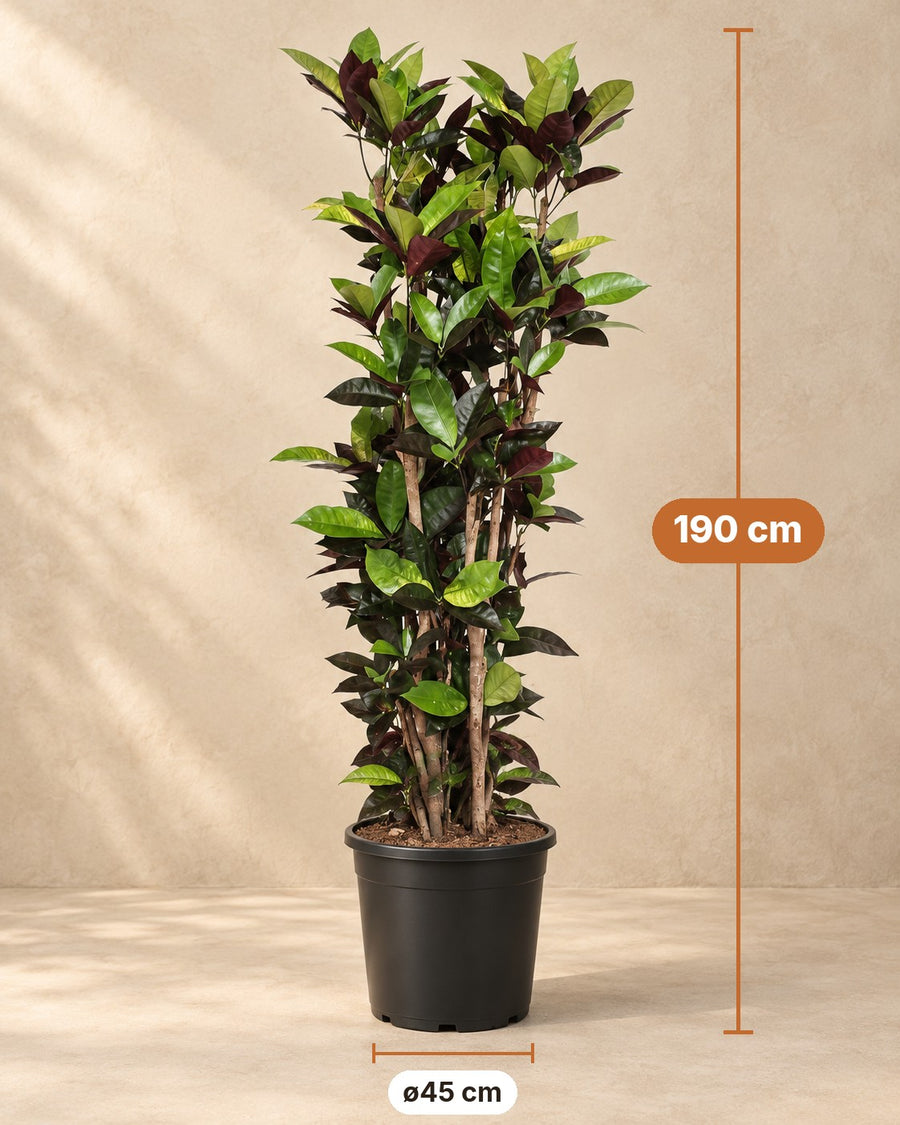Codiaeum Iceton (croton) 190 cm de haut, pot ø45 cm
