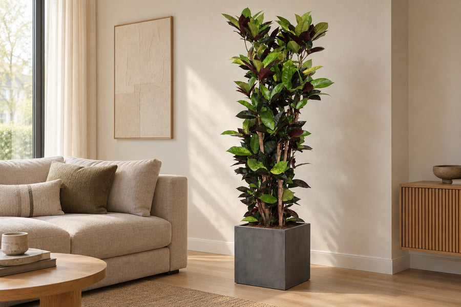 Codiaeum Iceton (croton) 190 cm de haut, pot ø45 cm