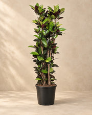 Codiaeum Iceton (Codiaeum variegatum 'Iceton'), 190 cm de haut en pot de culture de 45 cm