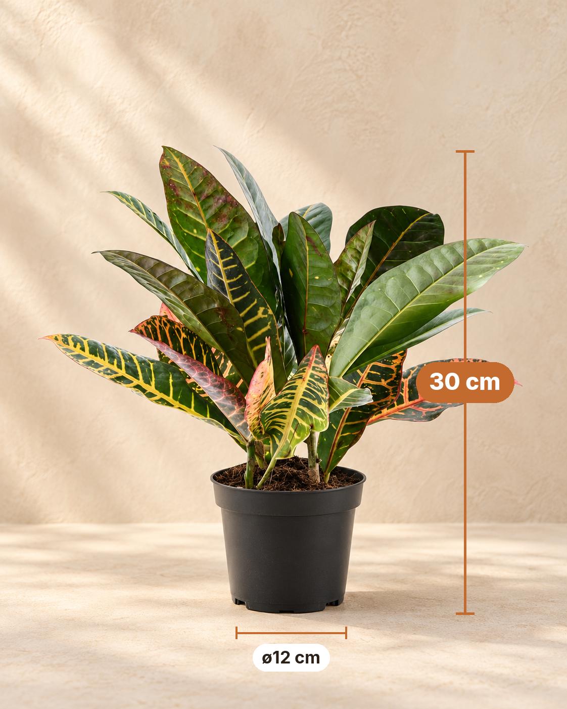 Croton (Codiaeum variegatum 'Petra'), 30 cm hoog, pot ø12 cm
