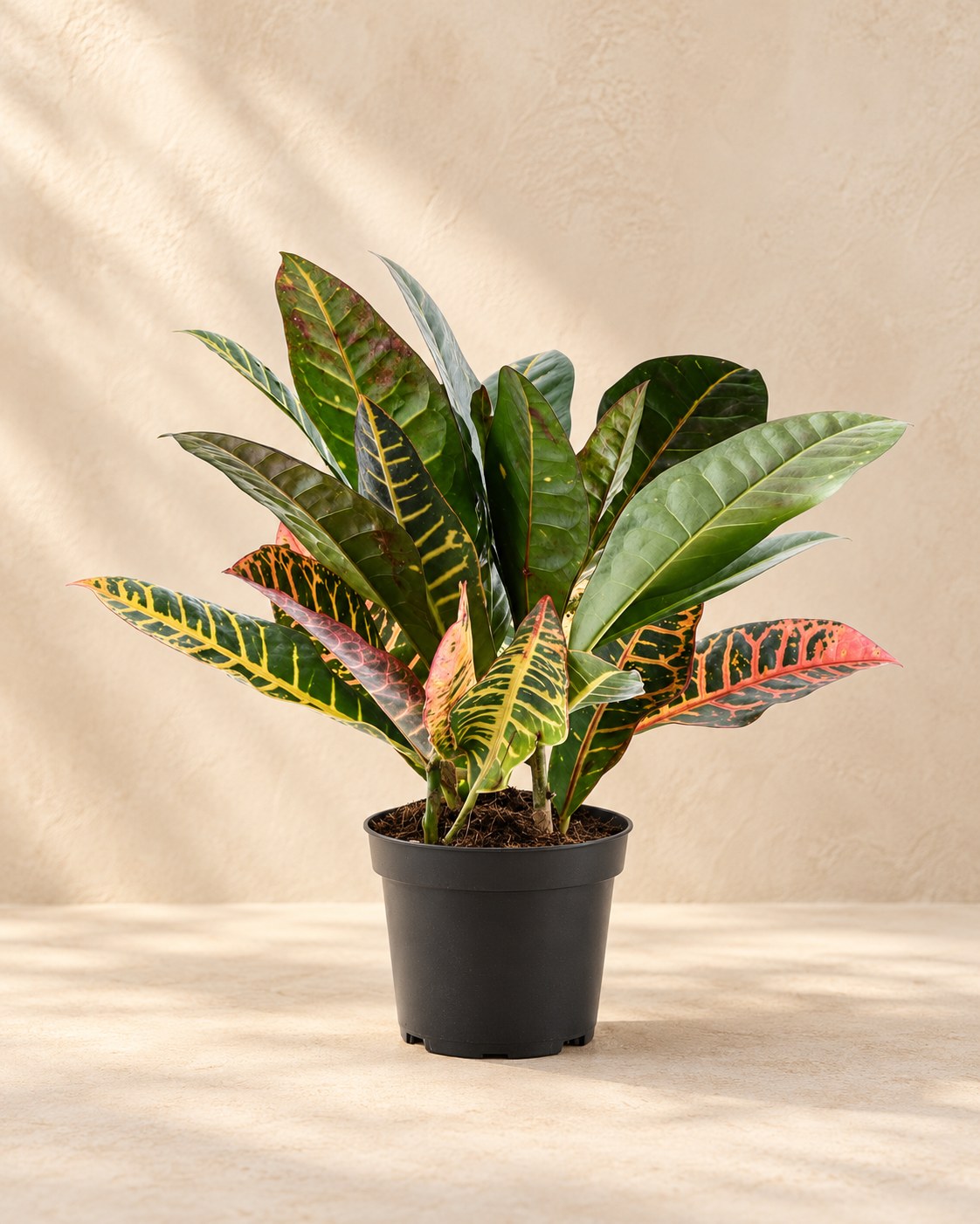 Croton (Codiaeum variegatum 'Petra')