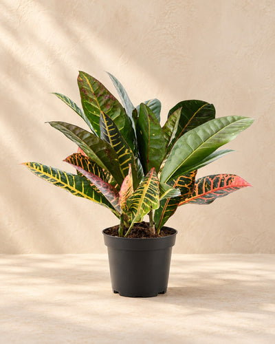 Croton (Codiaeum variegatum 'Petra')