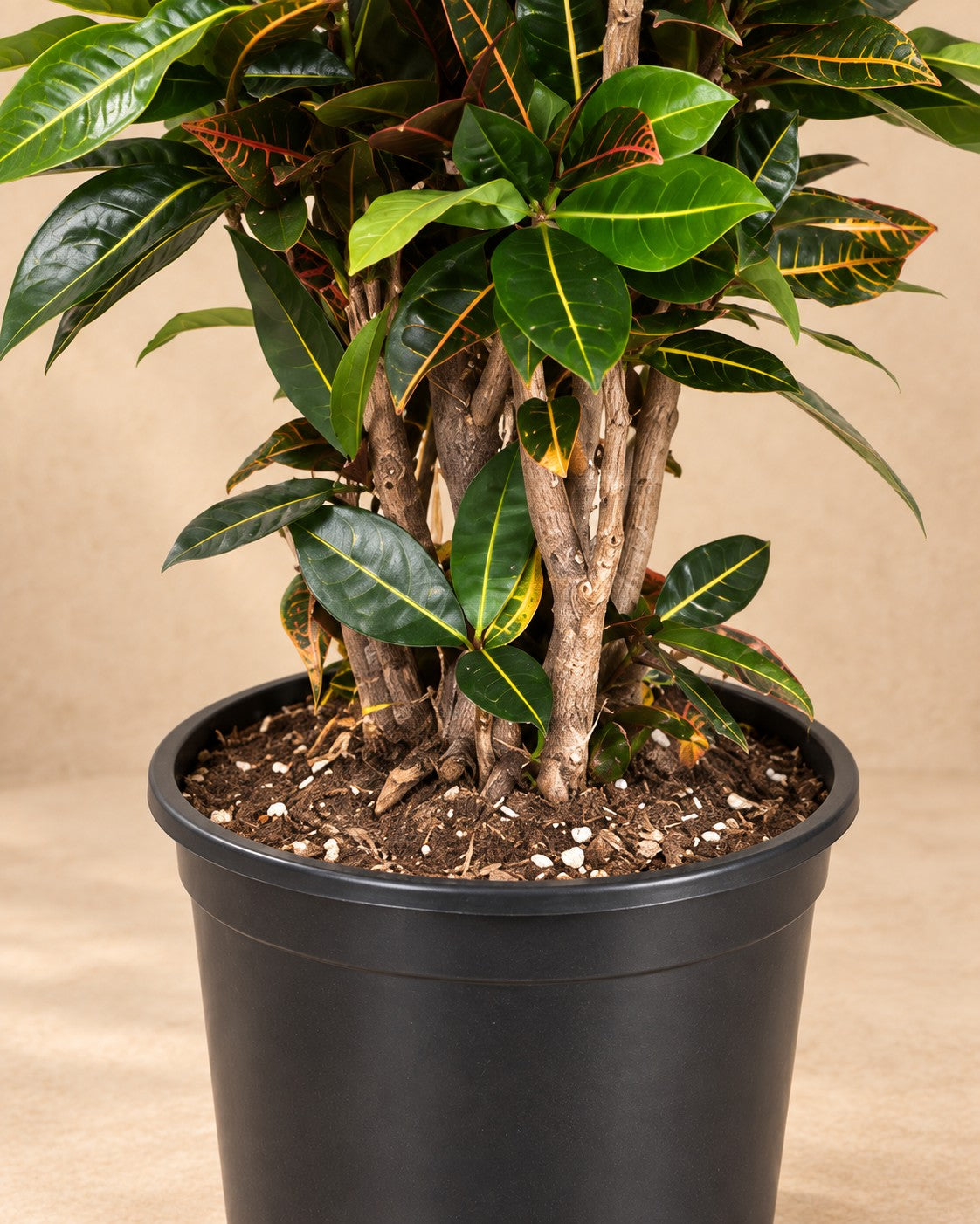 Nederste del af Codiaeum Petra (Codiaeum variegatum 'Petra') med dyrkningspotten