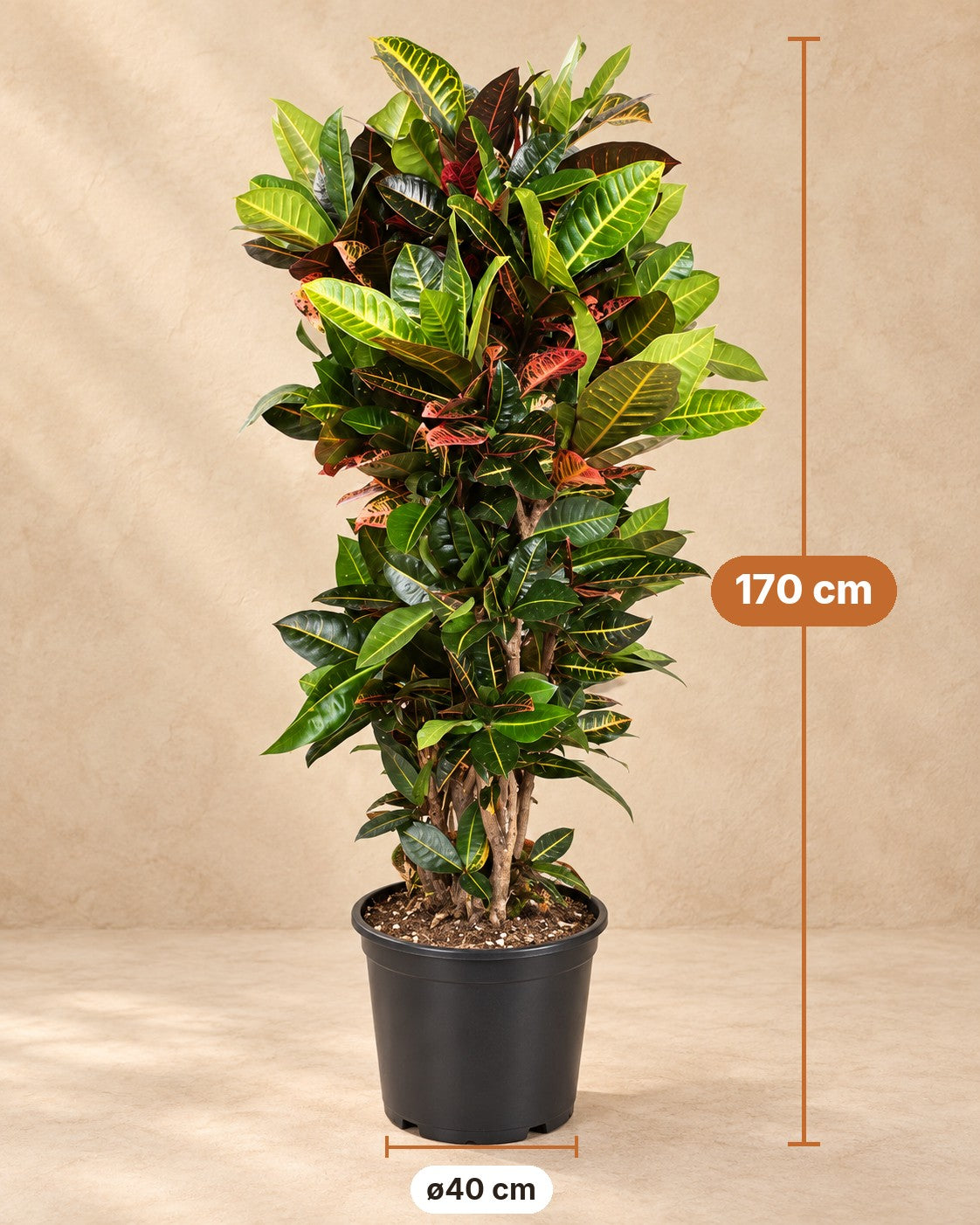 Mål Codiaeum Petra: 170 cm høj, potte ø40 cm