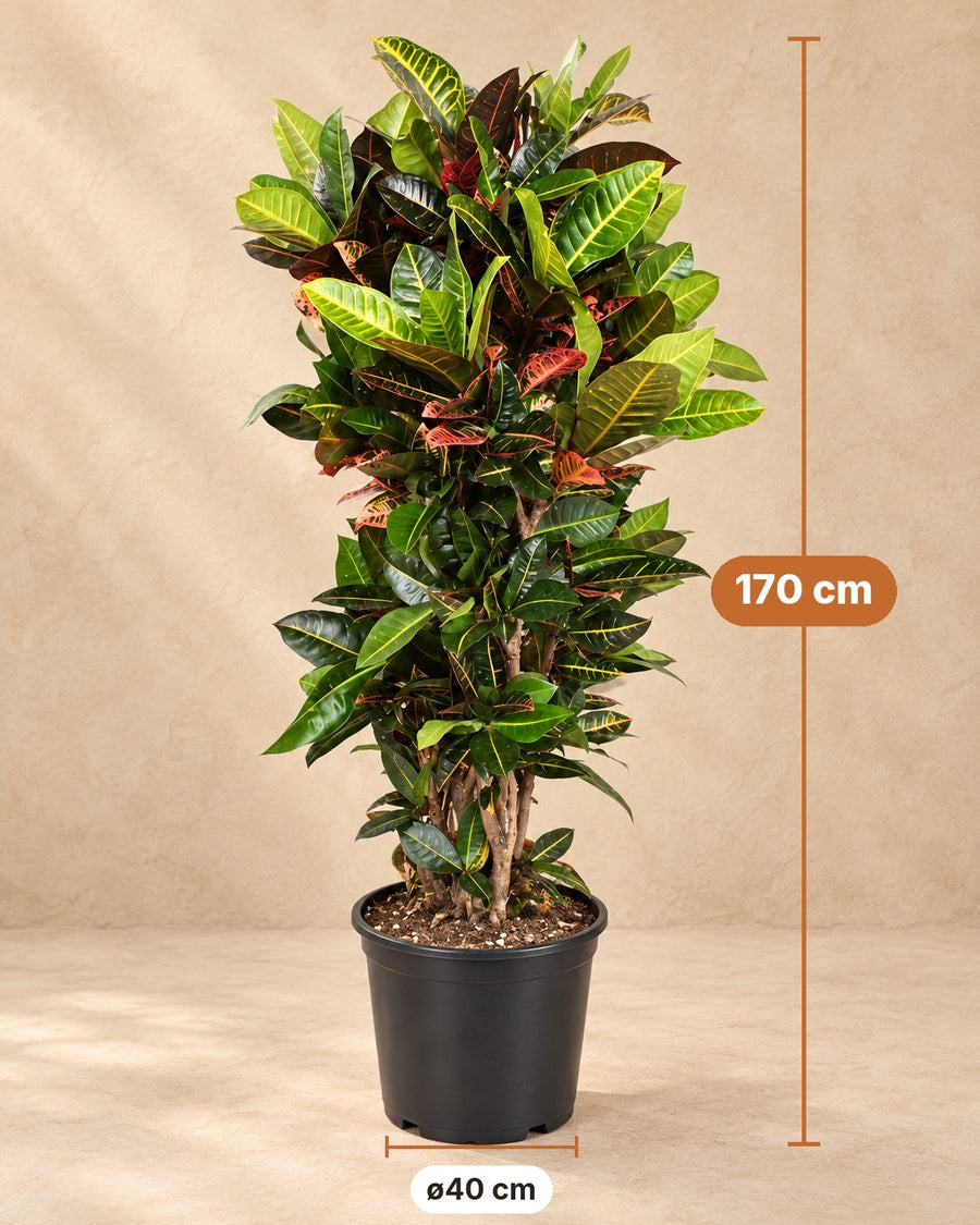 Codiaeum Petra 170cm - ø40