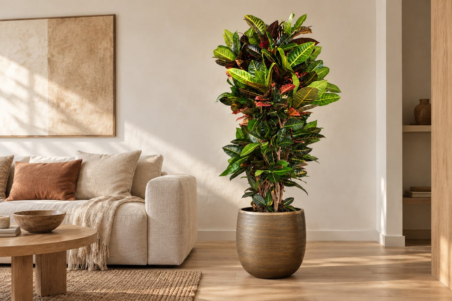 Codiaeum Petra 170cm - ø40