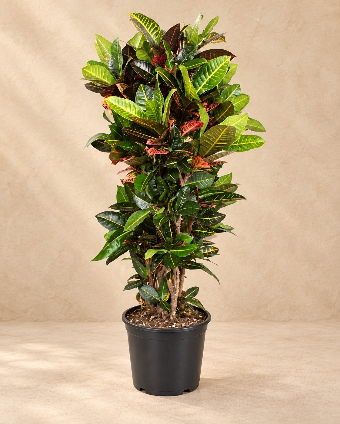 Codiaeum Petra (Codiaeum variegatum 'Petra') van 170 cm hoog in kweekpot van 40 cm