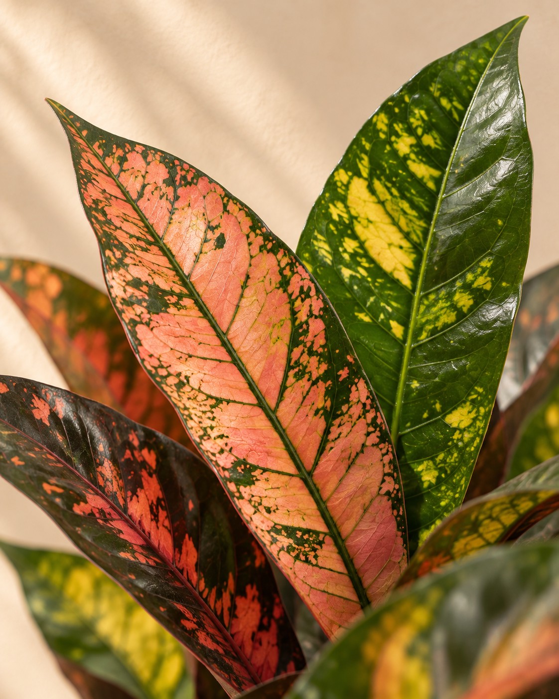 Close-up van het blad van de Croton (Codiaeum variegatum 'Iceton')