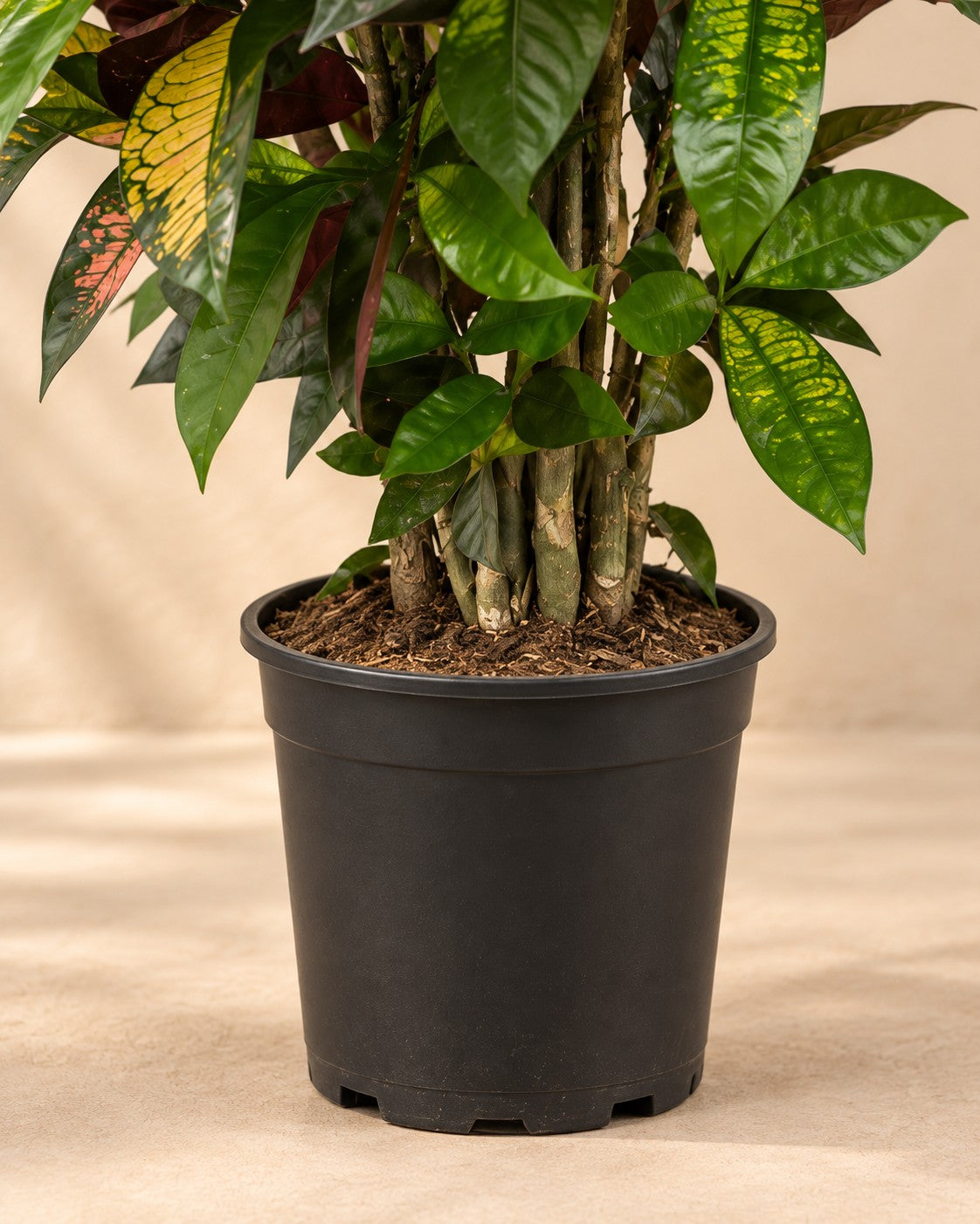Onderste deel van de Croton (Codiaeum variegatum 'Iceton') met de kweekpot