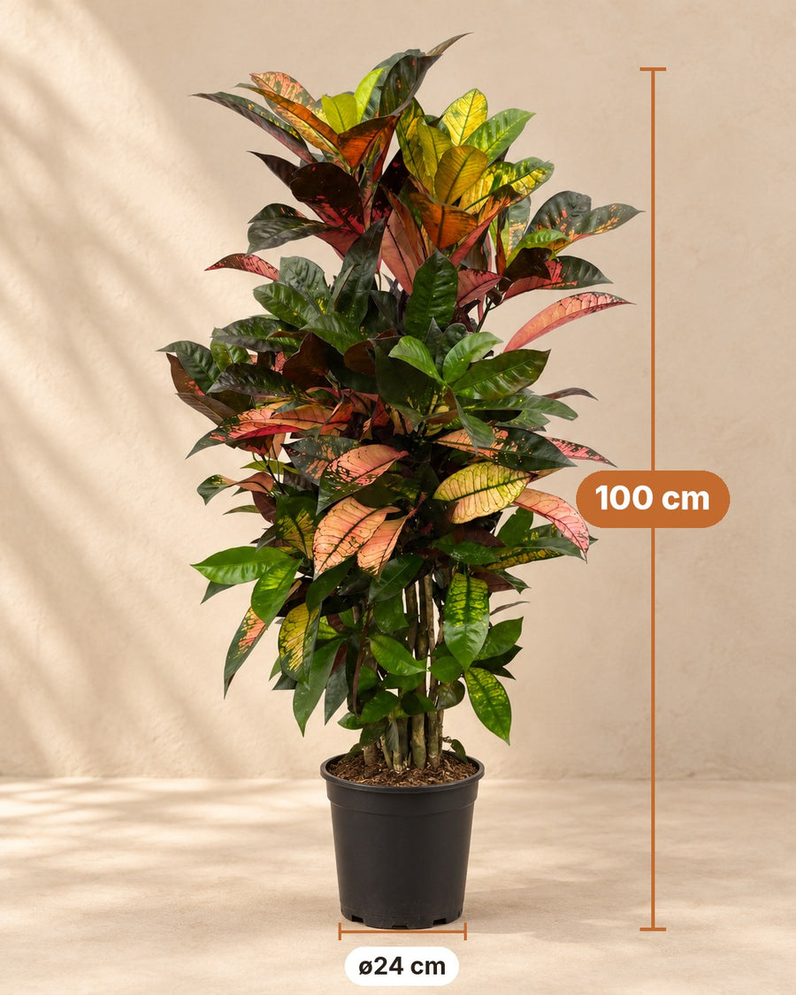 Croton (Codiaeum variegatum 'Iceton') vertakt 100 cm hoog, pot ø24 cm
