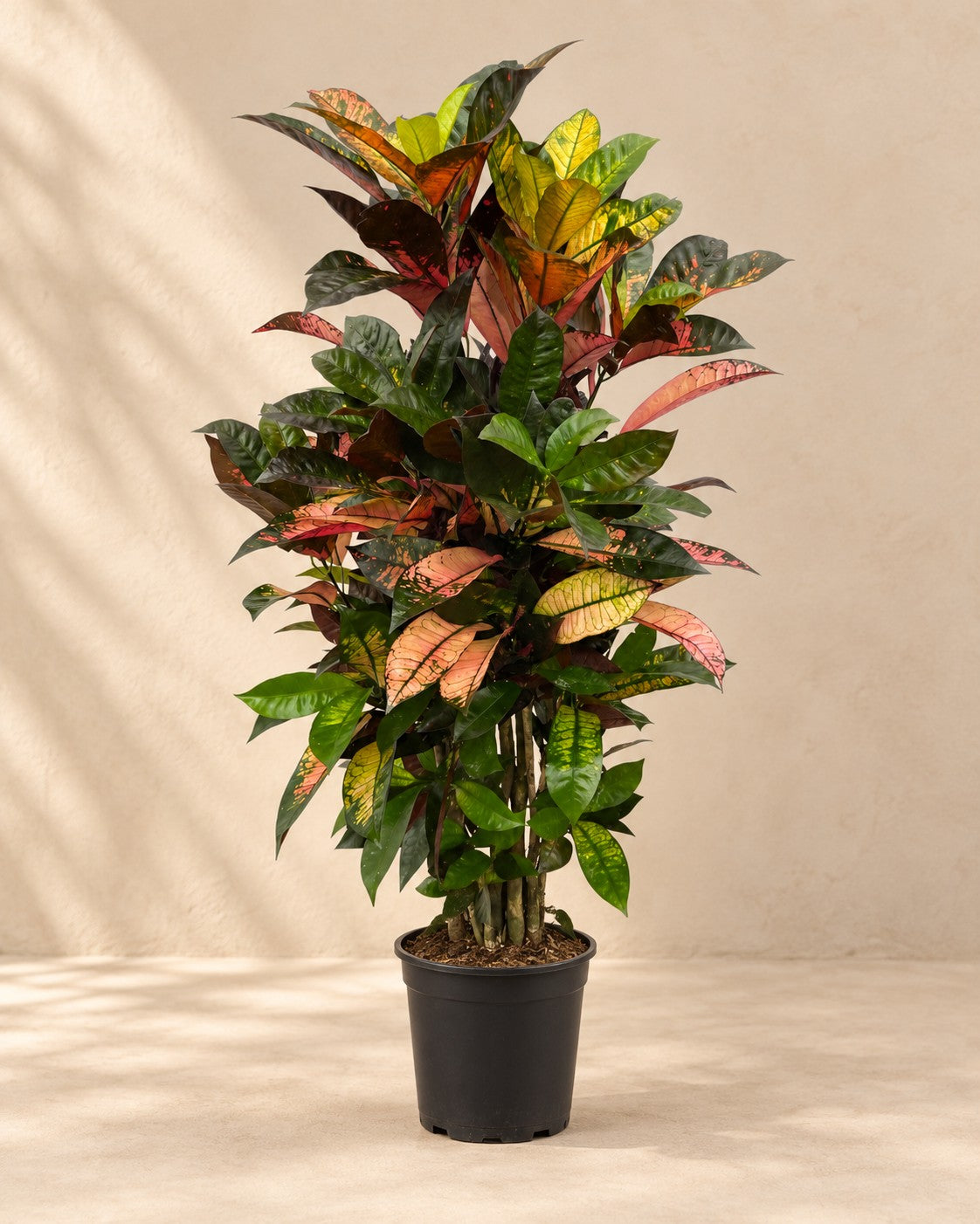 Croton (Codiaeum variegatum 'Iceton') van 100 cm hoog in kweekpot van 24 cm