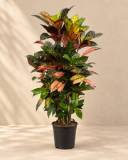 Croton (Codiaeum variegatum 'Iceton') van 100 cm hoog in kweekpot van 24 cm