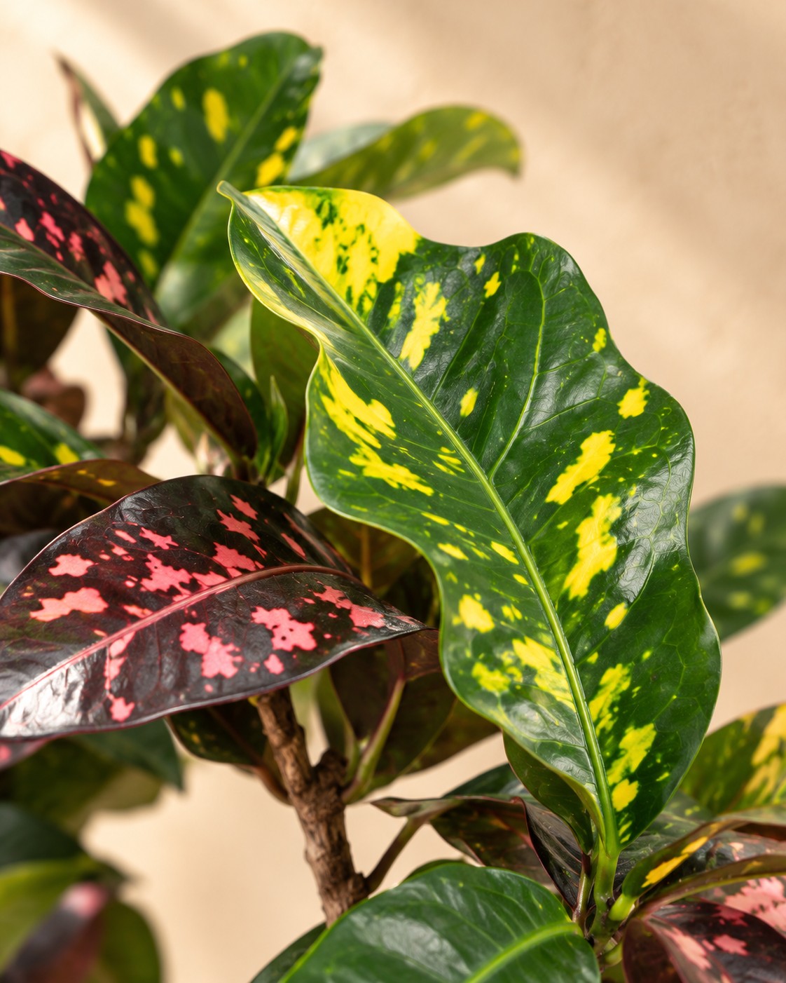 Primo piano delle foglie di Croton (Codiaeum variegatum 'Magnificent')