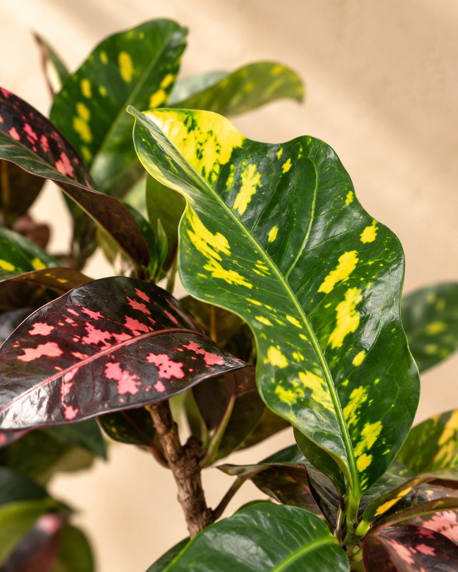 Croton (Codiaeum variegatum 'Magnificent') 110 cm di altezza, vaso ø27 cm
