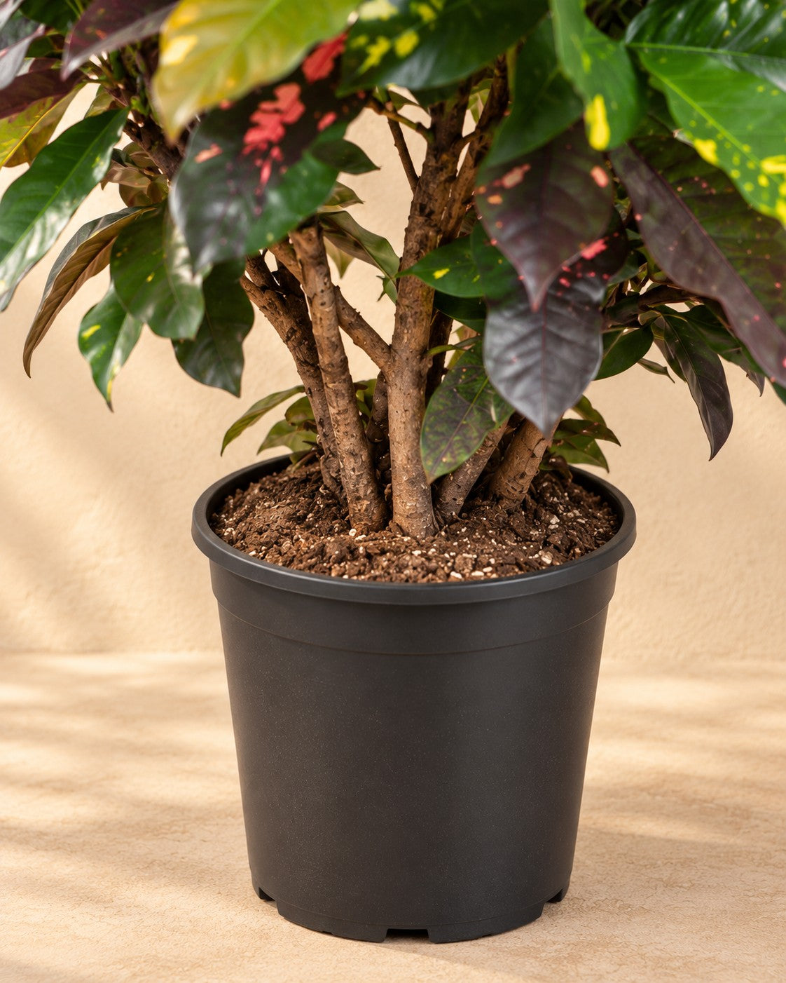 Parte bassa di Croton (Codiaeum variegatum 'Magnificent') con il vaso di coltivazione