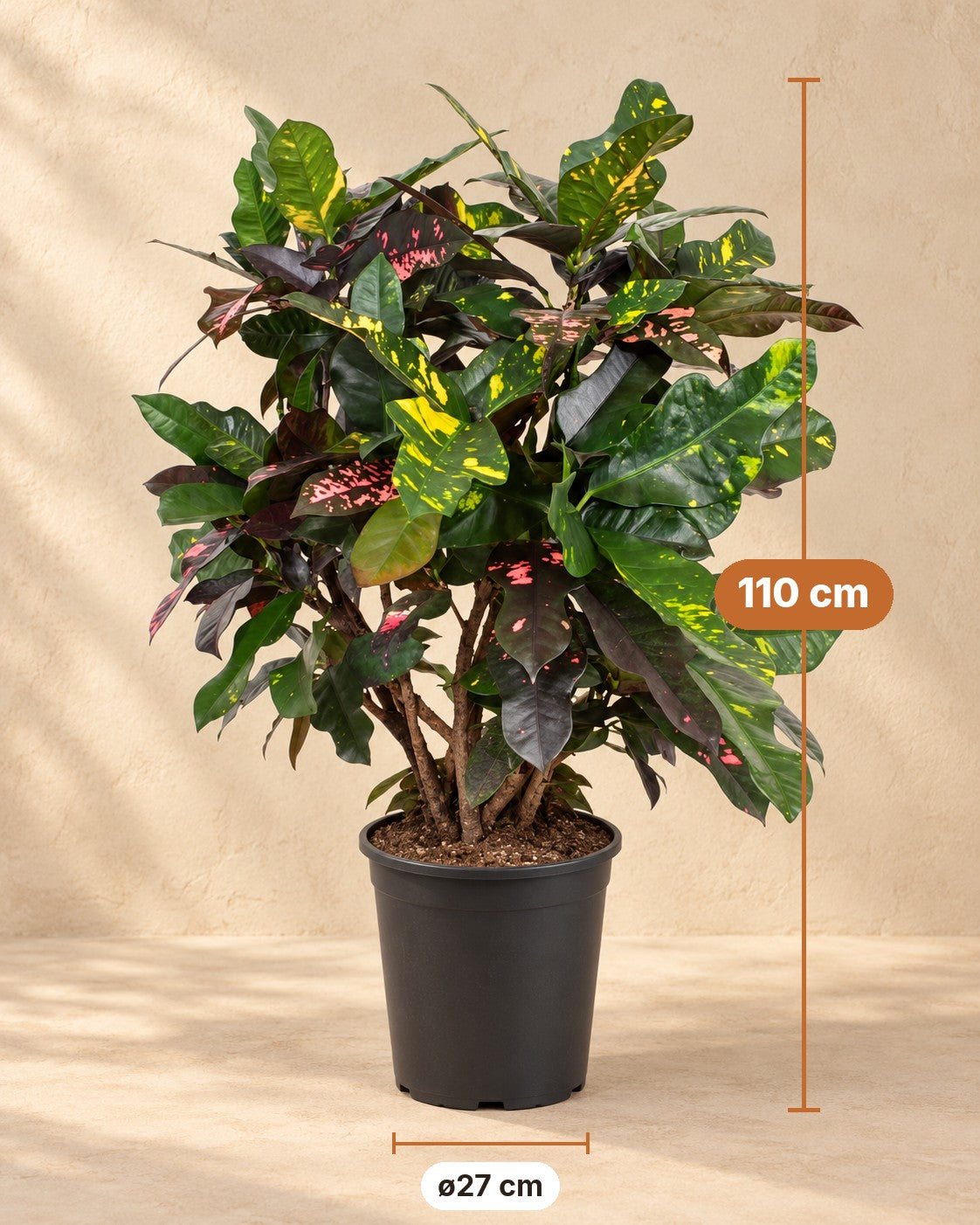 Dimensioni Croton: altezza 110 cm, vaso ø27 cm
